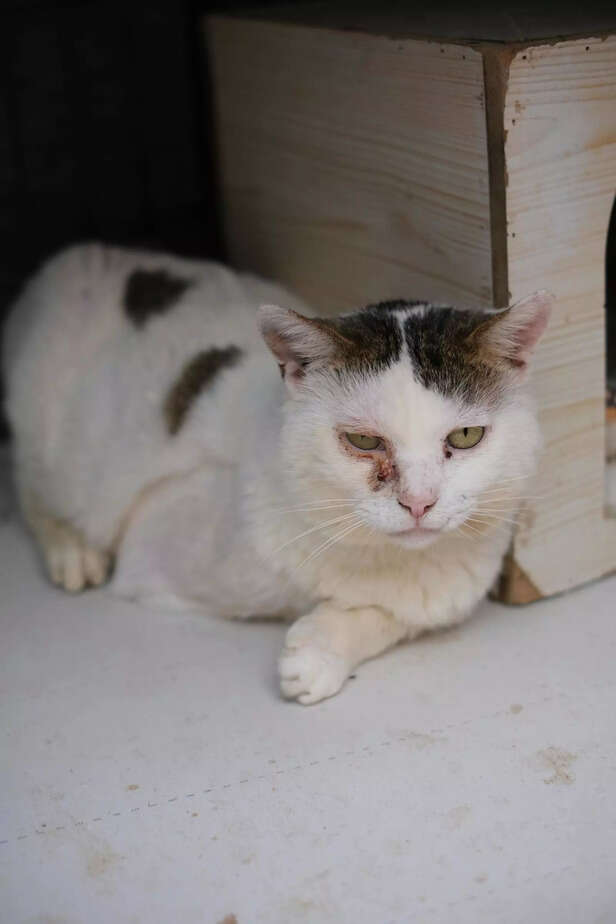 a cat facing allergic rea