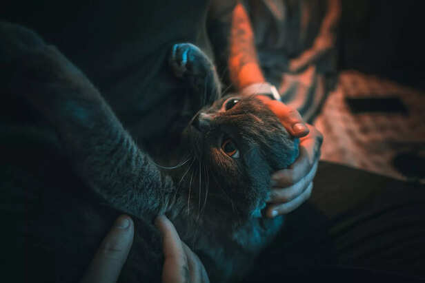 taking care of pet