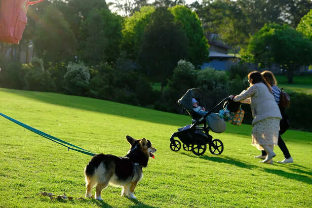 pet