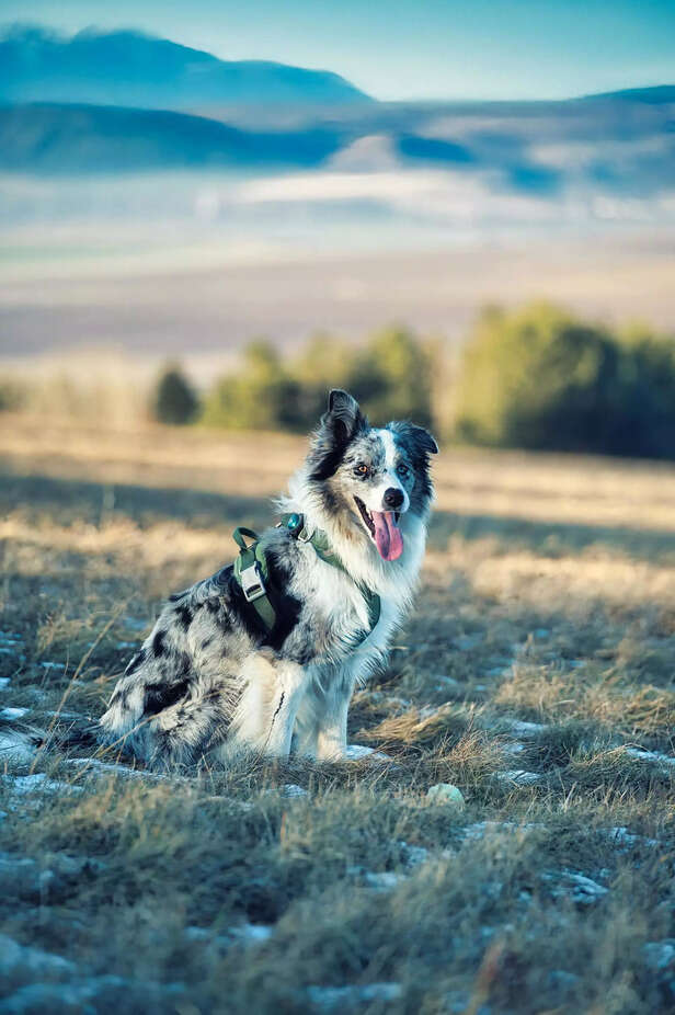 GPS collar is the new tre