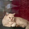 The Low-Maintenance Cat Breeds Even Busy People Can Keep Happy!