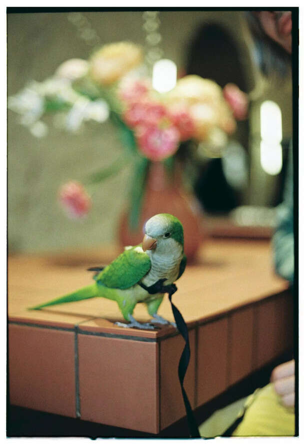 Image Div