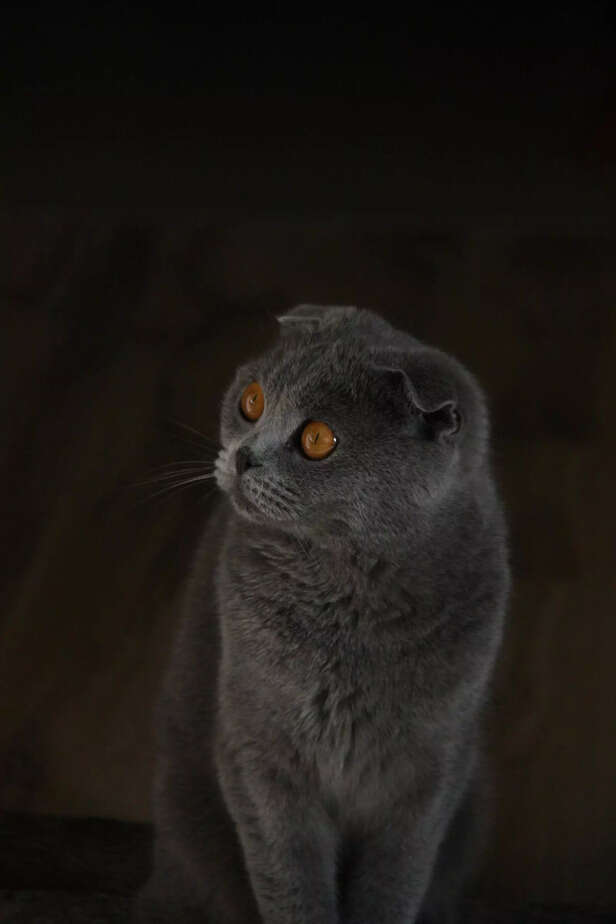Image Div