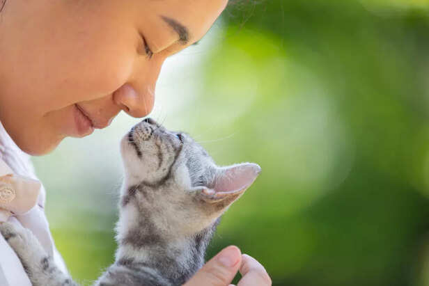 Cats showing affection