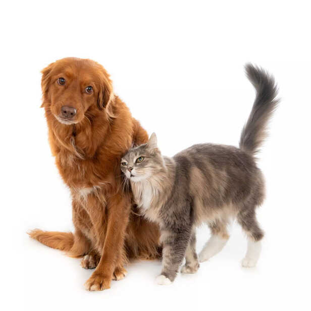 they do not get along at