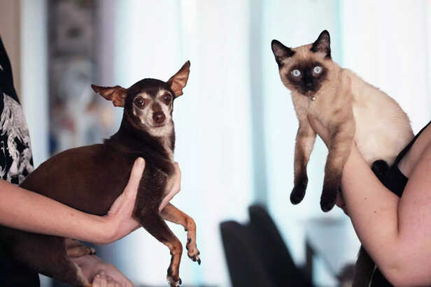 cat and dog