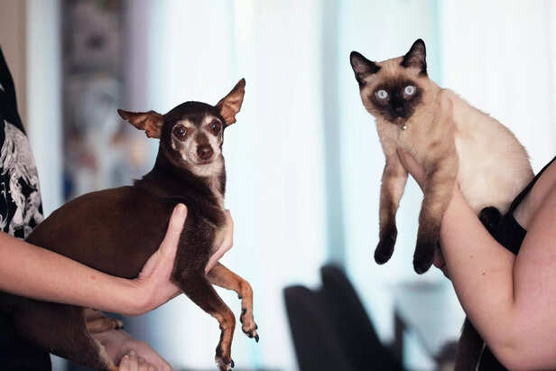 cat and dog