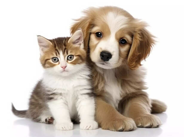 cat-and dog-being-affecti