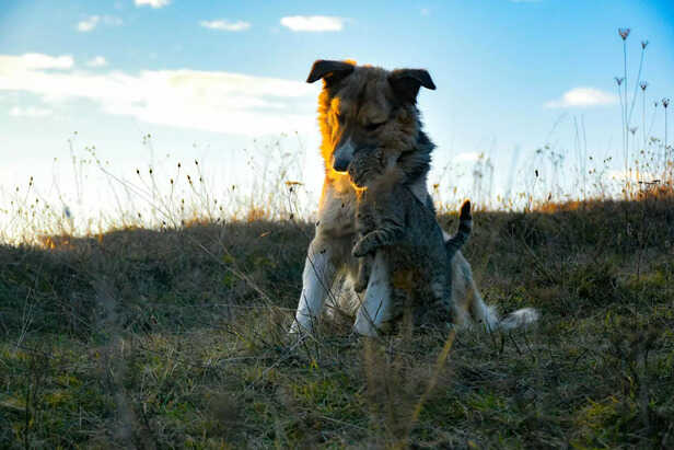 cat and dog