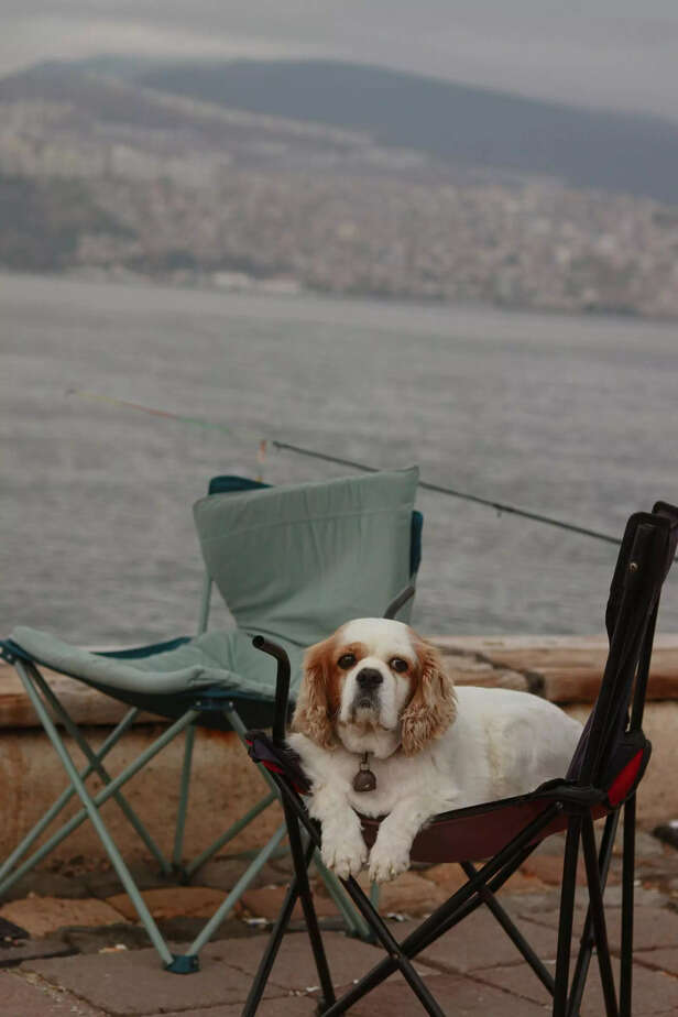 Cavalier King Charles Spa
