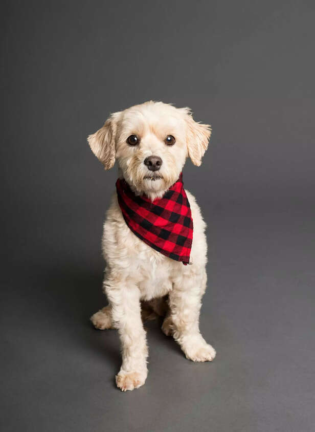 Maltese
