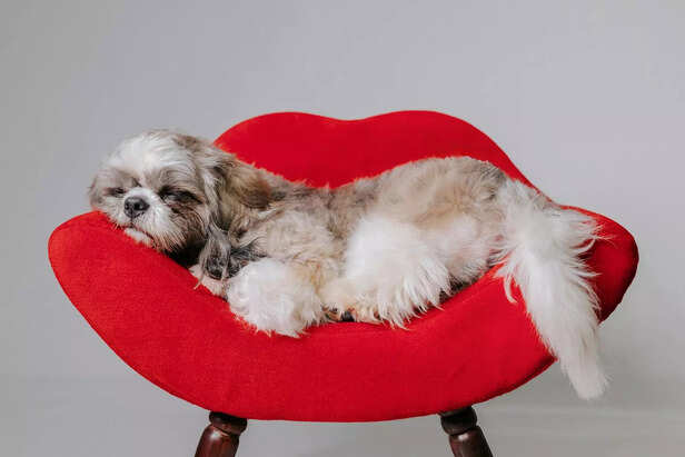 Shih Tzu