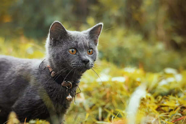 Russian blue
