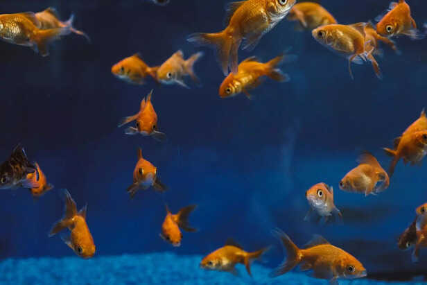 goldfish
