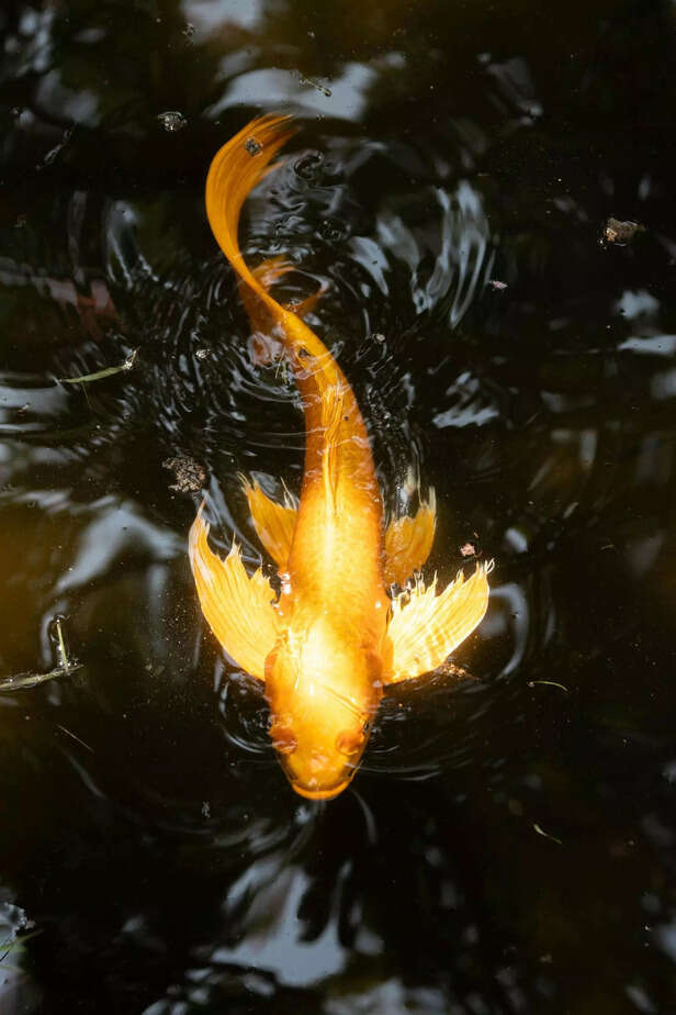 goldfish