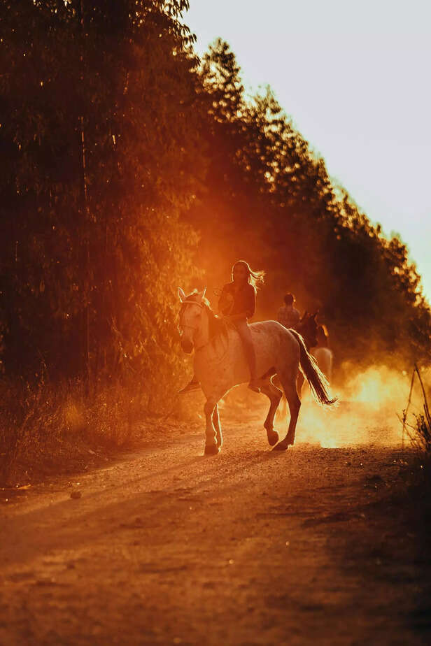 Horse