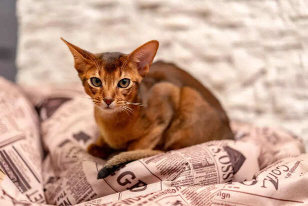 Abyssinian – The Curious 