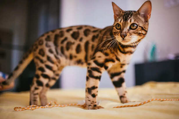 Bengal cat
