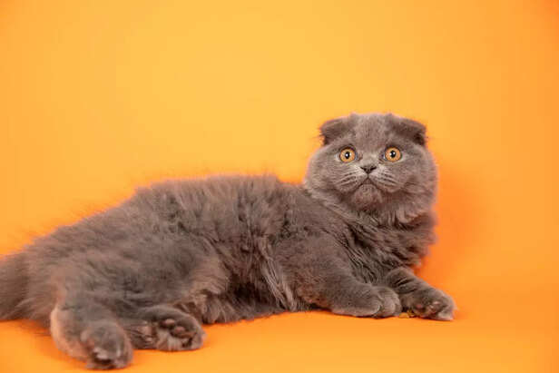 Scottish Fold  cat