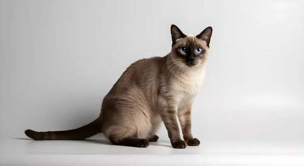 Burmese cat