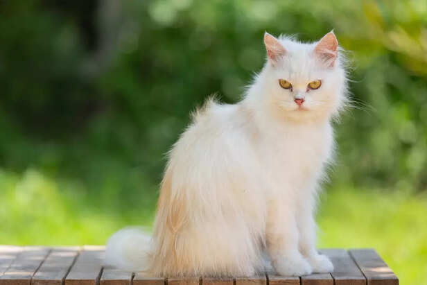 Turkish Van  cat