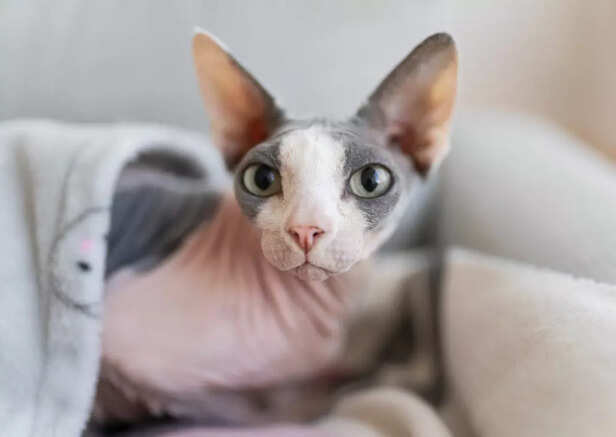 Cornish Rex cat