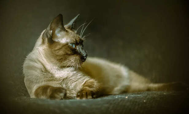 Tonkinese cat