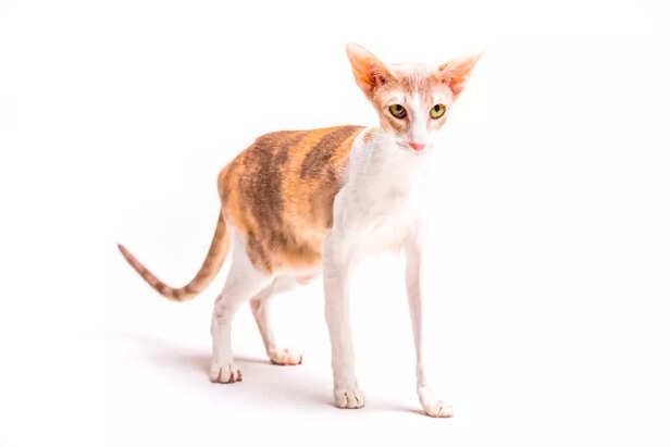 Oriental Shorthair cat