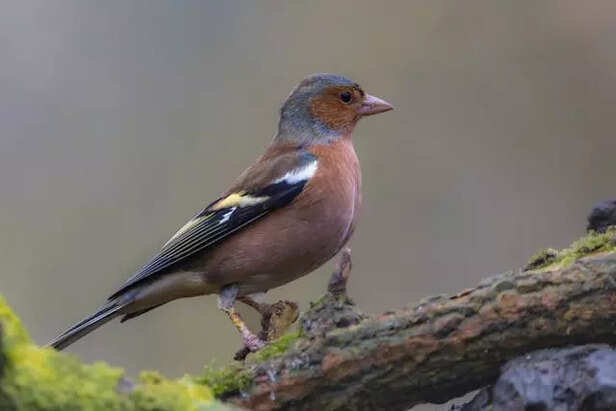Finch bird