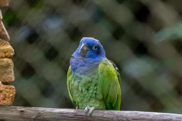 Pionus Parrot