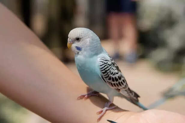 Bourke’s Parakeet