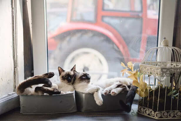 Why Some Cats Feel More L