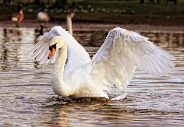 Swans and Cranes