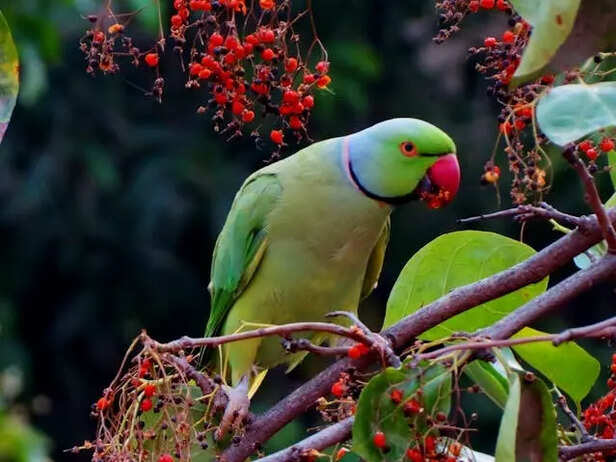 Parrot