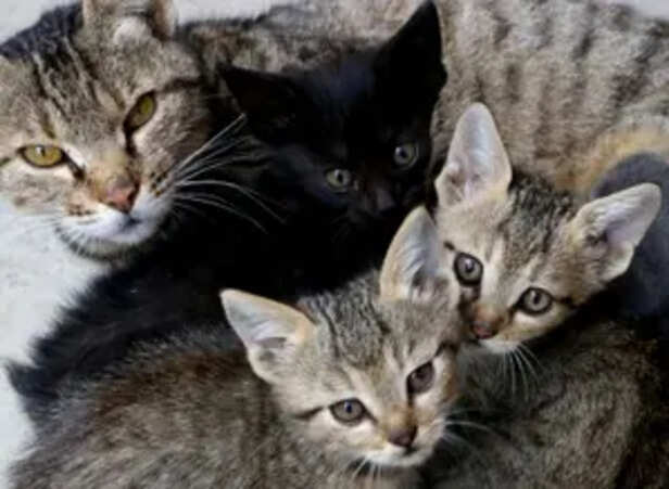 Caring for These Unique F