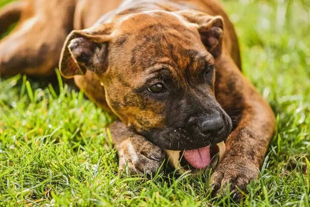 Is It Safe For Dogs To Ea