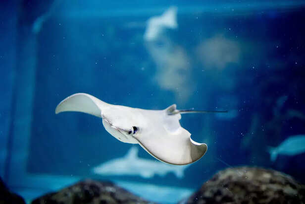 SEA Aquarium in Singapore