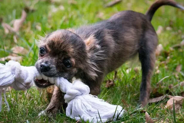 Understanding Why Puppies