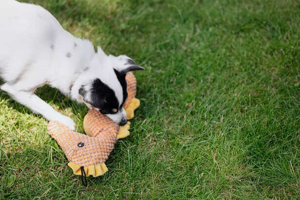 Biting Behavior
