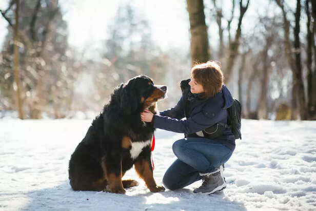 ​What Makes a Dog Breed C