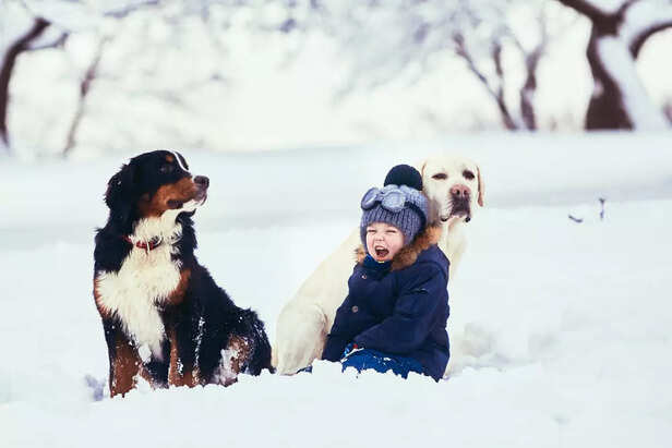 Top Cold-Weather Dog Bree