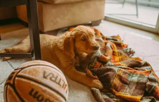 Signs of Dog Anxiety