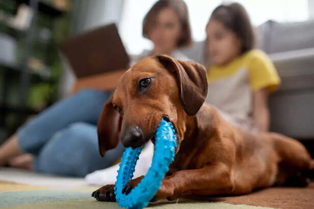 Puppies Chew and When It 