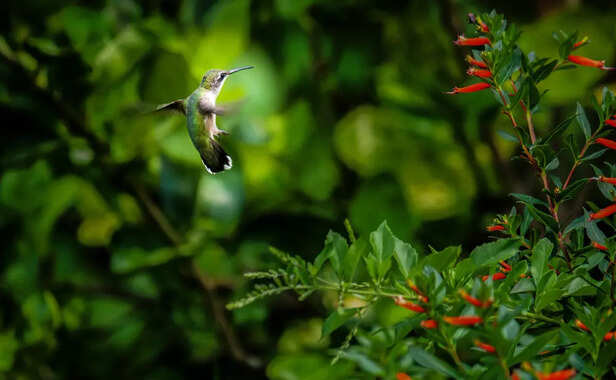 Why Hummingbirds Love Cer