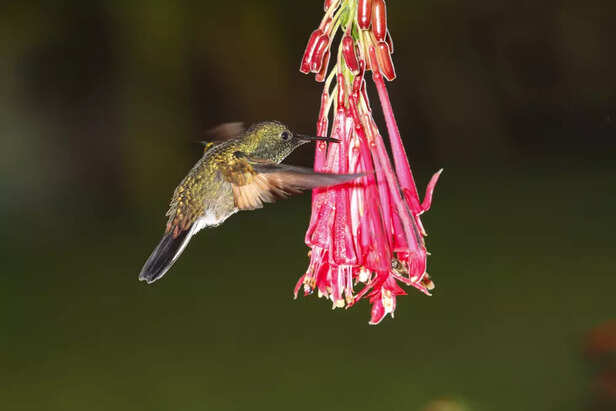 Top Flowering Plants That