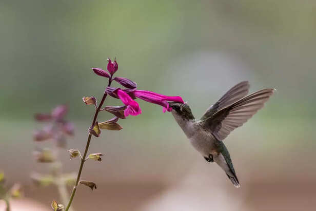 How to Design a Hummingbi