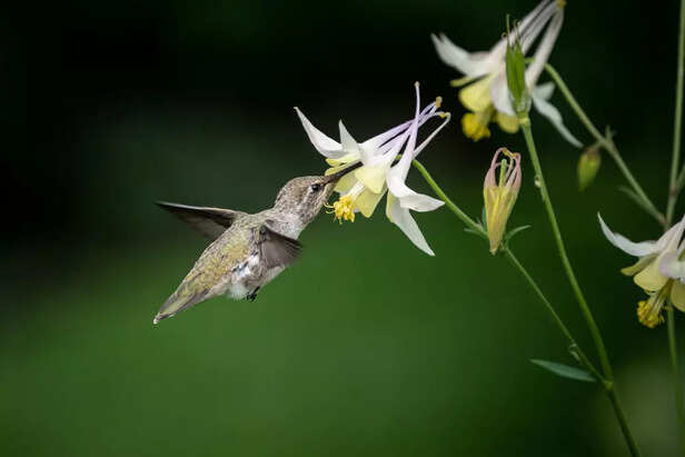 Caring for Your Plants an