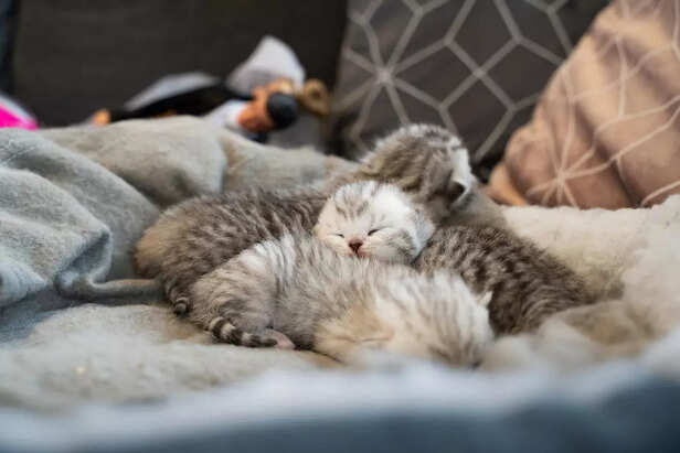 Cats Love to Nap in Warm 