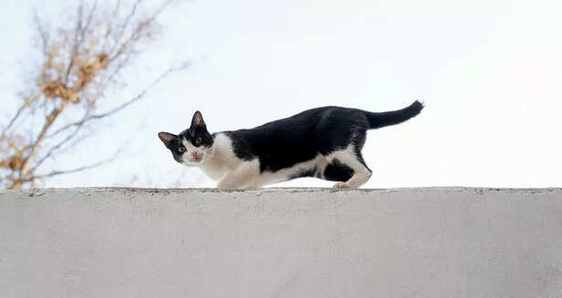 Cats Enjoy Climbing and E