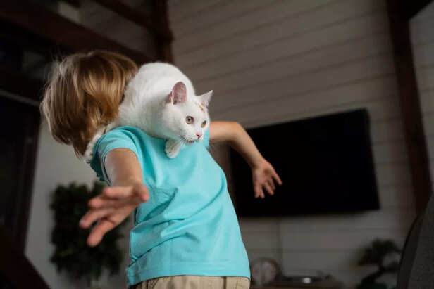 Cats Love to Chase and Po
